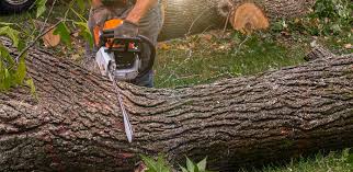 Monterey, TN Tree Services Company